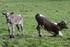 Les Vaches  !!