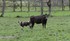 Les Vaches  !!