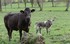 Les Vaches  !!