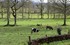 Les Vaches  !!
