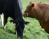 Les Vaches  !!