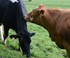 Les Vaches  !!