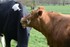 Les Vaches  !!