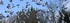 Les Pigeons