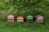Les ABEILLES