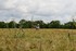 L ' Agriculteur dans son champ