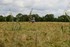 L ' Agriculteur dans son champ