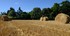 La Moisson au château