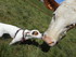 Les aventures de Gypsie   2