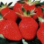 fraise et focu