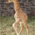 Girafes                       