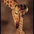 Girafes                       