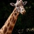 Girafes                       