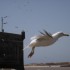 * Los MOUETOS de ESSAOUIRA...+ COOP d'AR