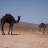 150610..Adieu Oasis..direction TAROUDANT