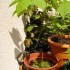 MES PLANTES