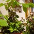 MES PLANTES